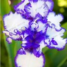 JMS Rare Iris, White Damask Semi-Double Flowers With Purple Edges