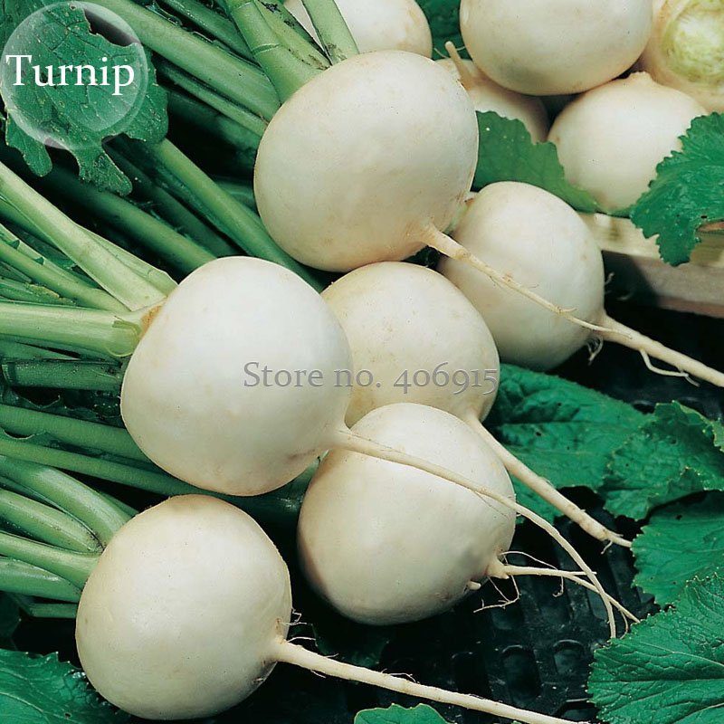 JMS White Egg Snowball Turnip, 100 Seeds, Organic Chinese Vegetables E3923
