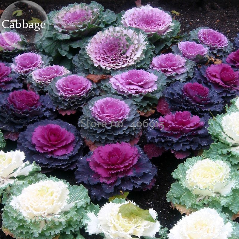 JMS Brassica Oleracea Ornamental Cabbage Kale, 10 Seeds, Mixed White Purple Kale With Green Edge E39