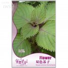 JMS Double Color Suzi Seed Potted Perilla Seeds Crisped Common Perilla, 35 Seeds, Edible Vanilla See