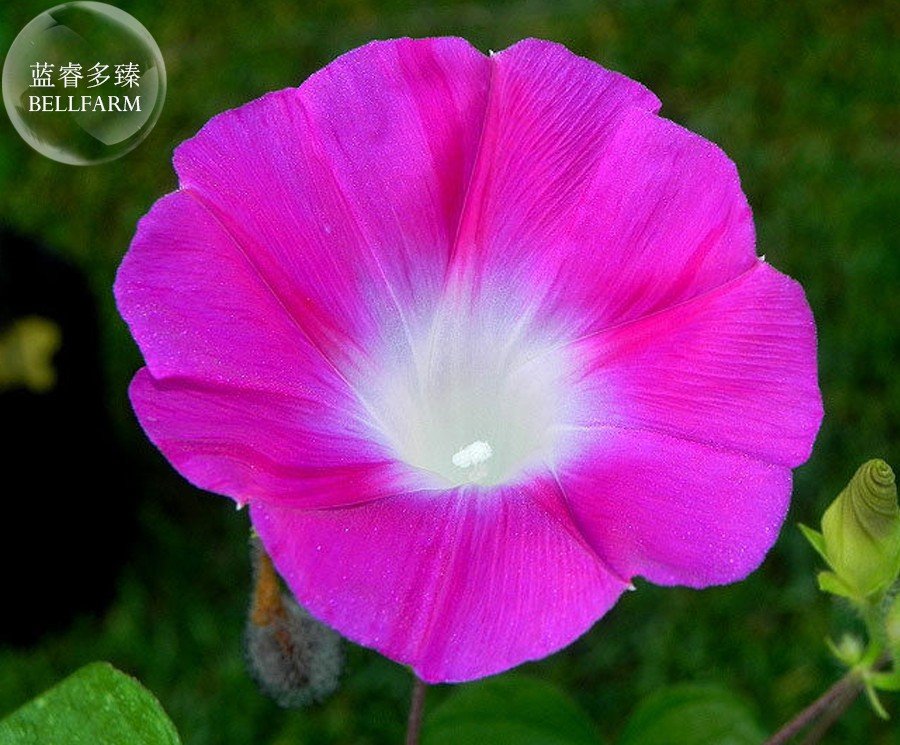 JMS Pink Shibori Hige Ipomoea Purpurea Morning Glory, 50 Seeds E4002