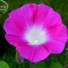 JMS Pink Shibori Hige Ipomoea Purpurea Morning Glory, 50 Seeds E4002