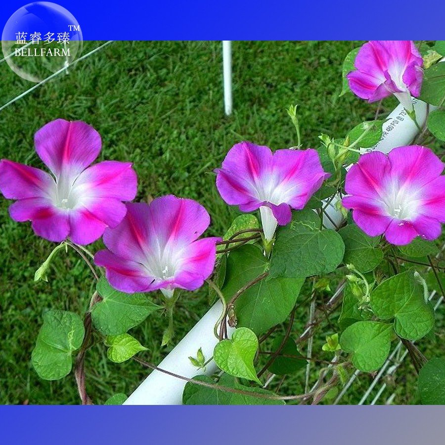 JMS Split Personality Ipomoea Purpurea Morning Glory, 50 Seeds E4001