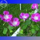JMS Split Personality Ipomoea Purpurea Morning Glory, 50 Seeds E4001