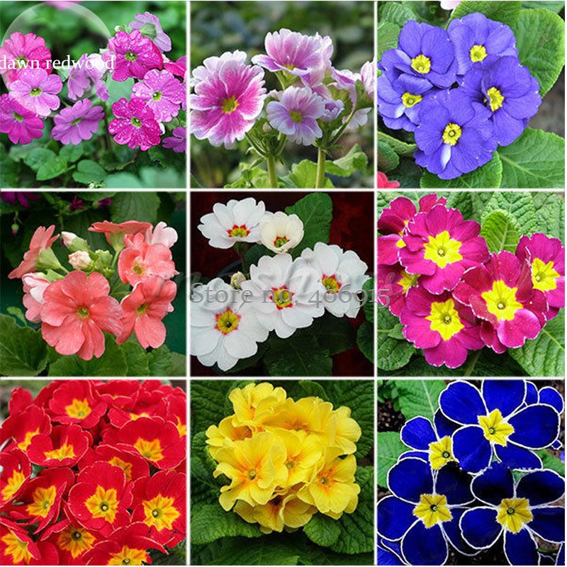 JMS Mixed 9 Types Of Evening Primrose, 30 Seeds, Bonsai Beautiful Scabish Flower E3962