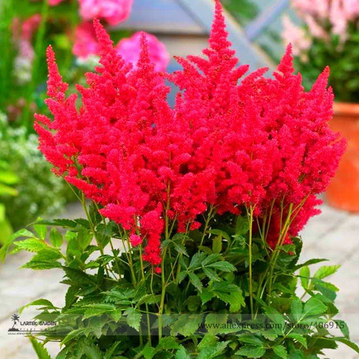 JMS Fireberry False Spiraea Red Astilbe Perennial Flower Seeds, Professional Pack, 100 Seeds / Pack,