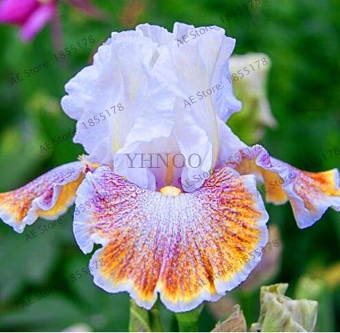 JMS Rare Iris, Light Purplish White And Rainbow Flowers