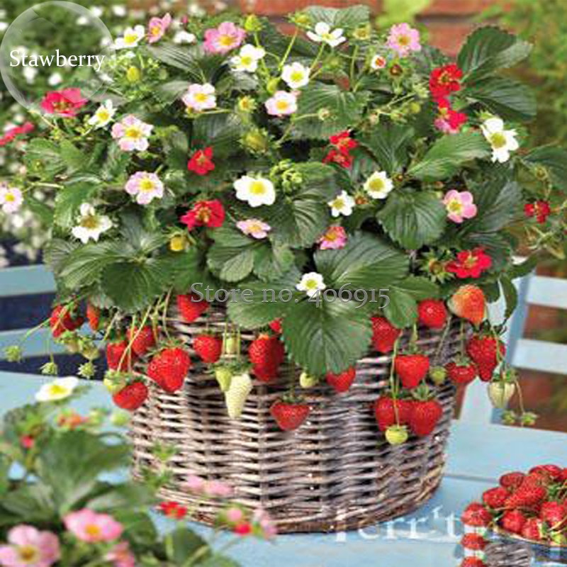 JMS Italian Alpine Strawberry, 100 Seeds, Bonsai White Red Pink Flowers Big Fruits Tasty Edible Berr