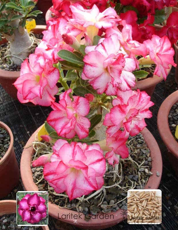 JMS 1 Professional Pack, 2 Seeds / Pack, Rosy Adenium Obesum Triple Amazing Desert Rose Flowers Seed