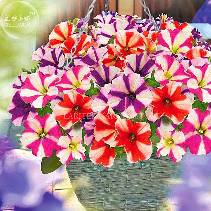 JMS Petunia Compacta Nana F2 Petunia Star Dwarf Mixed Seeds, Professional Pack, 200 Seeds E4023