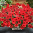 JMS  Dark Red Velour Petunia Seeds, Professional Pack, 200 Seeds / Pack, Cold Hardy Heat Tolerant Be