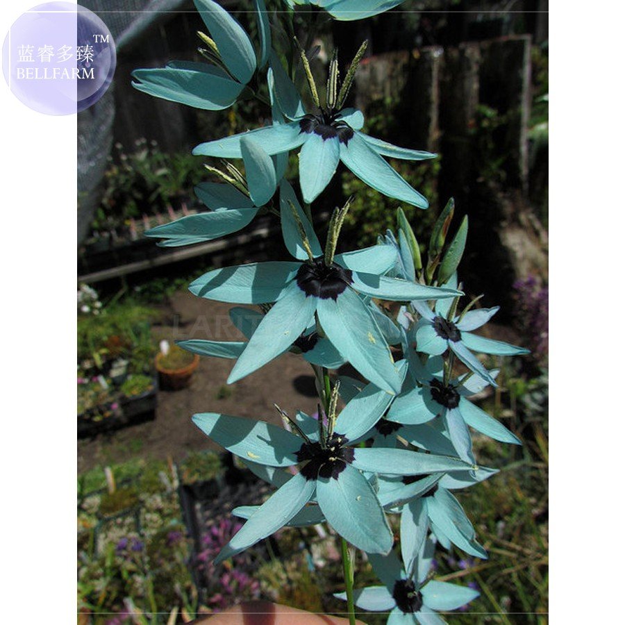 JMS Ixia Viridiflora Seeds, Only 1 Seed, Dazzling Turquoise Ixia The Rarest And Most Beautiful Color