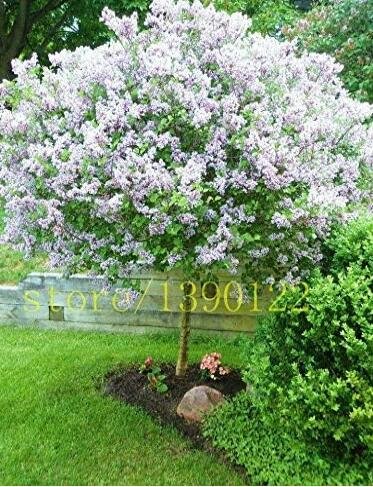 JMS White Japanese Lilac Seeds