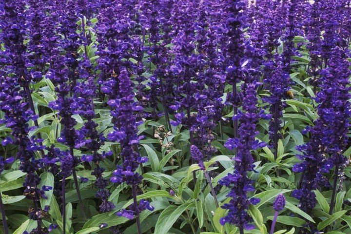 JMS 5 Packs, 20 Seeds / Pack, Salvia Farinacea, Dark Blue Mealy Sage, Herbaceous Perennial Plants Se