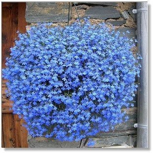 JMS Balcony Hanging Blue Flax Flower Seeds, Professional Pack, 50 Seeds / Pack, Very Beautiful Bonsa