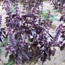 JMS Purple Sweet Basil With Giant Leaves, 100 Seeds, Ocimun Basilicum Perillaseed Herb Salad Vegetab