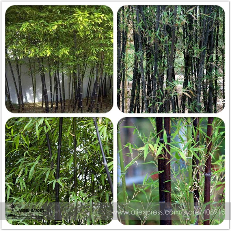 JMS Rare Taihang Black Bamboo Seeds 35+