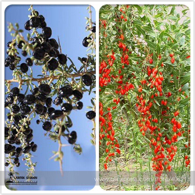 JMS Mixed Qinhai Black & Red Ningxia Gogi Wolfberry Seeds Herbal Medlar Seeds 50+