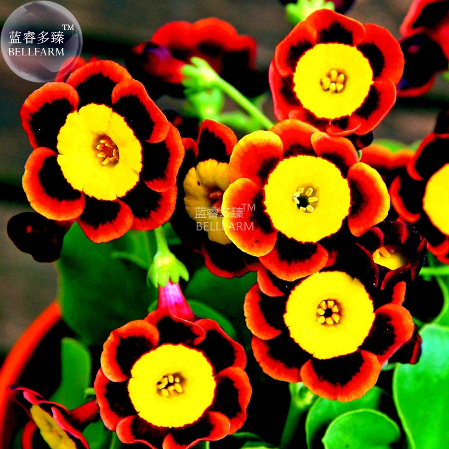 JMS  Tri-Color Rare Petunia Annual Flower Seeds, Professional Pack, 100 Seeds / Pack, Blooms And Fin