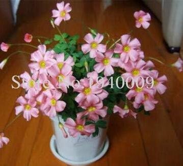 JMS Oxalis Wood Sorrel Flower Seeds, Pink