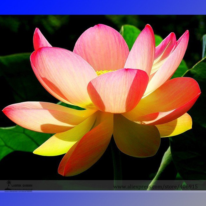 JMS New Golden Red Nelumbo Nucifera Pond Lotus Seeds, Professional Pack, 1 Seed / Pack, 100% True Va
