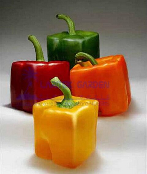JMS Rarest Mixed Orange Green Red Yellow Square Sweet Pepper F1 Seeds, Professional Pack, 100 Seeds 