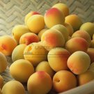 JMS 1 Professional  Pack, 20 Seeds/Pack, Taste Sour Sweet  Yellow Round Apricot Seeds, Non-Gmo Edibl