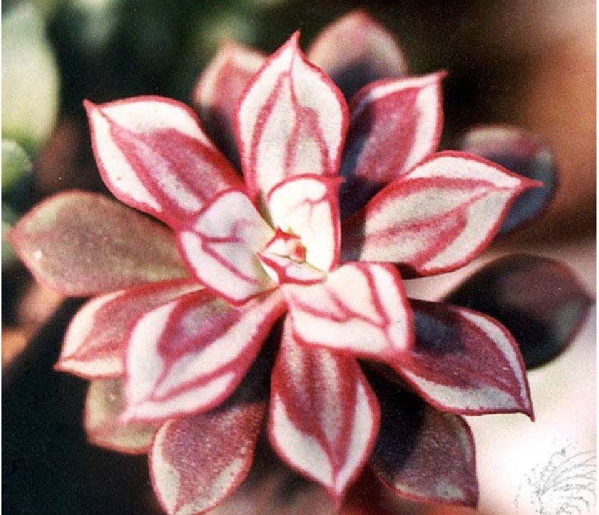 JMS 1 Professional Packs, 20 Seeds/Pack, Multi-Colored Echeveria Nodulosa Seeds Free Shipping