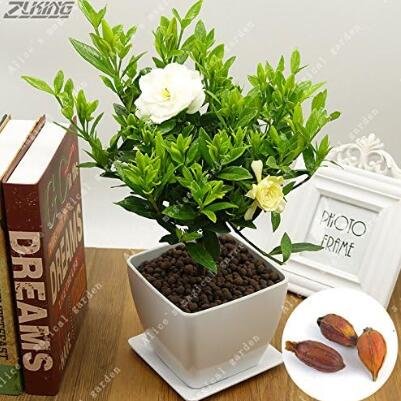 JMS 2Pcs Gardenia Bulbs Cape Jasmine Fragrant Exotic Shrub Open Pollinate