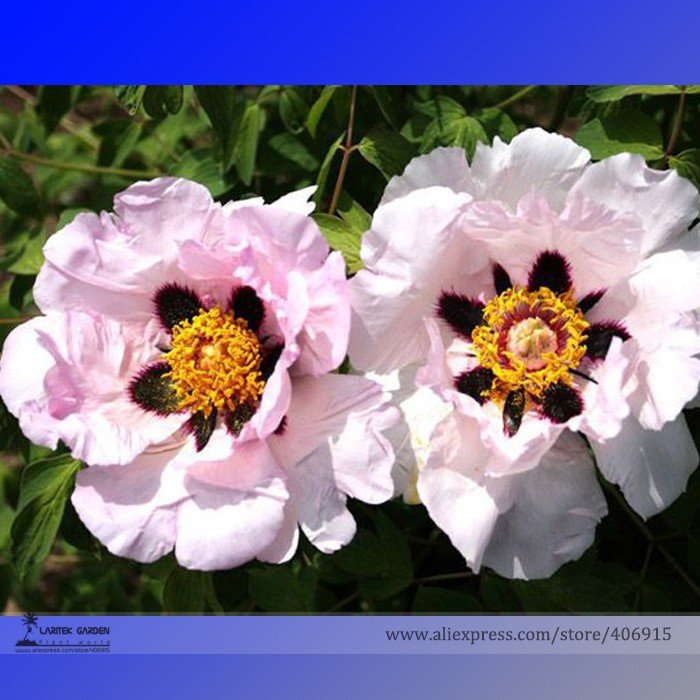 JMS Rare 'Zi Ban' Pink Peony Tree With Black Spot Flower Seeds, Professional Pack, 5 Seeds / Pack, B