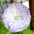 JMS Imported White Morning Glory With Purple Spot Flowers, 10 Seeds, Very Beautiful Annual Flowers E