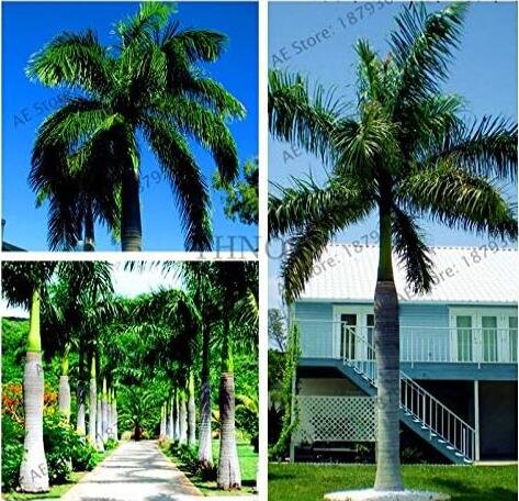 JMS Cuban Royal Palm Flores Exotic Plant Seeds