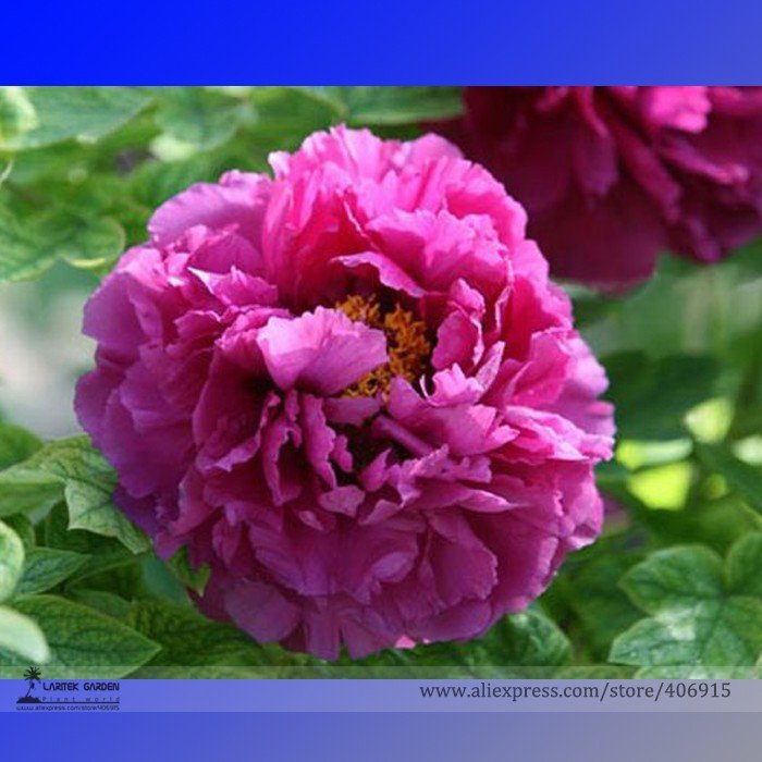 JMS Rare 'Jin Pao Hong' Red Peony Tree Flower Seeds, Professional Pack, 5 Seeds / Pack, Strong Fragr