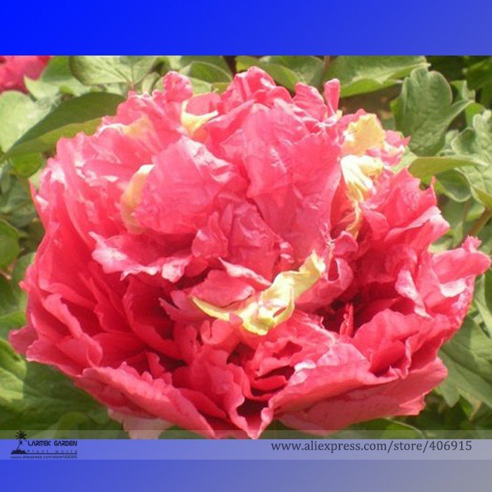 JMS Heirloom 'Ni Hong Huan Cai' Red Golden Rare Peony Plant Flower Seeds, Professional Pack, 5 Seeds