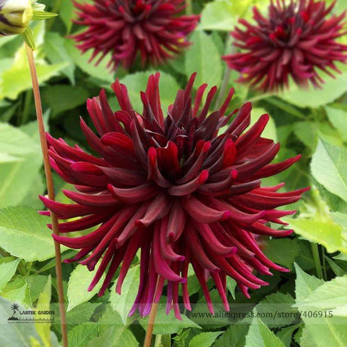JMS Heirloom 'Nuit D'Ete' Dark Red Dahlia Perennial Flower Seeds, Professional Pack, 20 Seeds / Pack