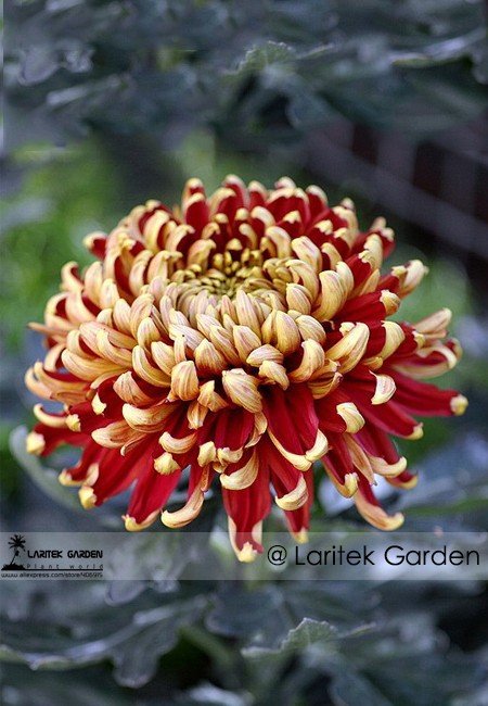 JMS Red And Yellow Chrysanthemums Flowers Seeds, Professional Pack, 100 Seeds / Pack, Very Beautiful