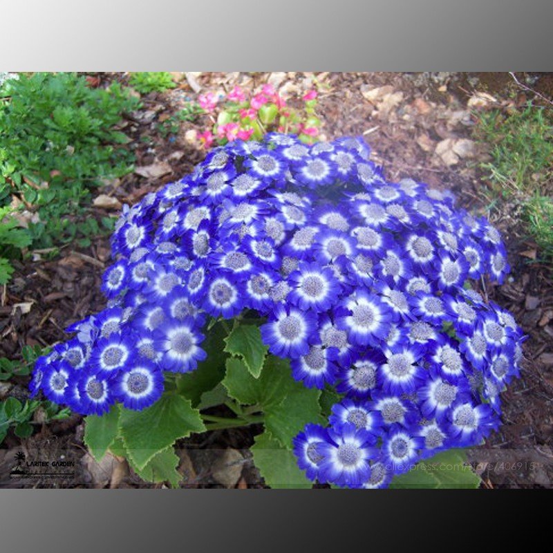 JMS Blue Daisy White Heart, Professional Pack, 200 Seeds / Pack, Very Beautiful Garden Flowers #Lg00