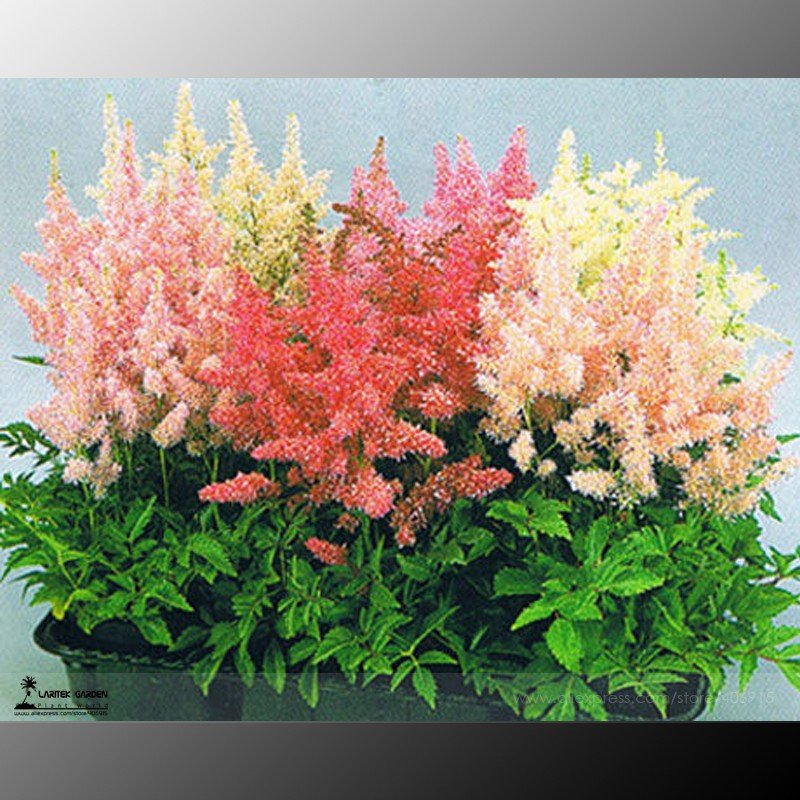 JMS Mixed Astilbe Chinensis, Professional Pack, 100 Seeds / Pack, Very Beautiful Bonsai Flowers #Lg0