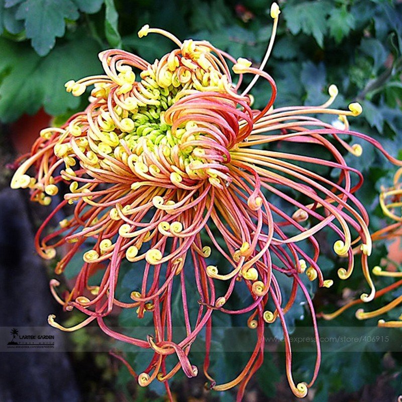 JMS Japan Spider Chrysanthemums Flowers Seeds, Professional Pack, 100 Seeds / Pack, Very Beautiful G