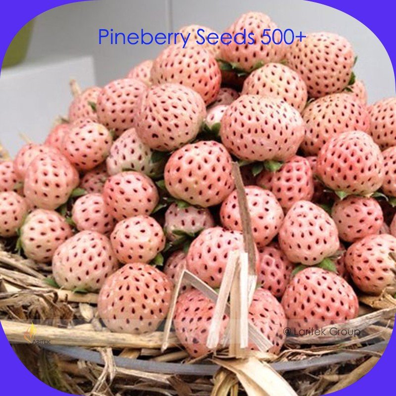 JMS JMS Pineberry Seeds, Professional Pack, 500 Seeds / Pack, Ivory-White Berries Organic Heirloom F