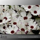JMS Heirloom Florist'S Cineraria F1 Flower Seeds(Pericallis Hybrida) Brown Heart White Petal With Li