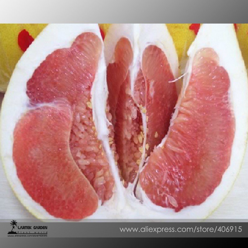 JMS Heirloom Red Grapefruit Citrus Maxima Hybrid Seeds, Professional Pack, 10 Seeds / Pack, Tasty Yu