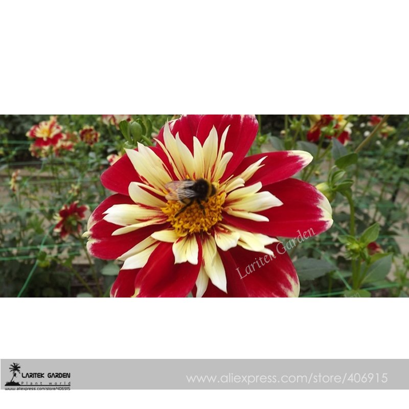 JMS Heirloom Dahlia Pinnata Perennial Flower Seeds 30+  Flower Dia. Approx 26Cm Double Flowers Dark 