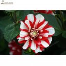 JMS Red White Dahlia Pinnata Flower Seeds 20+ Garden Bonsai Indoor Outdoor Available