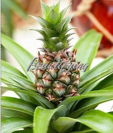 JMS Pineapple Seed Juicy Delicious Fruit