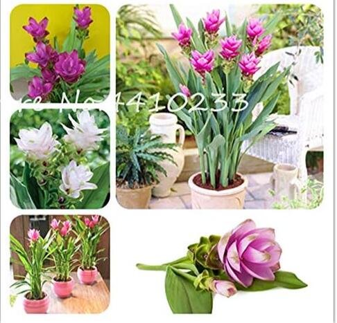 JMS Colorful Curcuma Seed Flower Plants Rarest JMS Seeds, Mixed