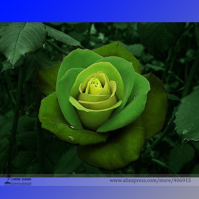 JMS Rare Dark Green Light Green Rose Plant Flower Seeds, Professional Pack, 50 Seeds / Pack, Strong 