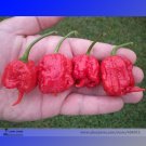 JMS Rare Carolina Reaper Chili Pepper Seeds, Professional Pack, 10 Seeds / Pack, World'S Hottest Pep