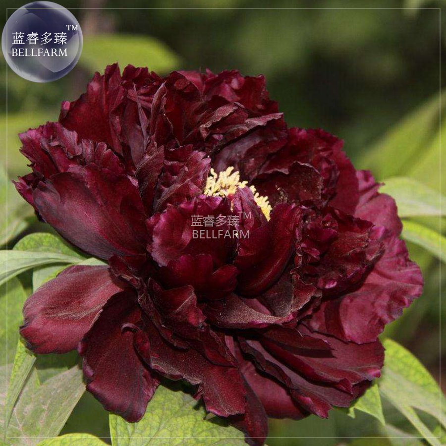 JMS  Blackish Coffee Peony Tree Flower Seeds, Professional Pack, 5 Seeds / Pack, Strong Fragrant Per