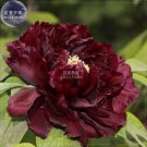 JMS  Blackish Coffee Peony Tree Flower Seeds, Professional Pack, 5 Seeds / Pack, Strong Fragrant Per